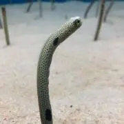 みにすけ