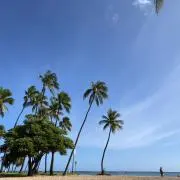 ナナの画像