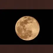 ピンクのぶたさんの画像