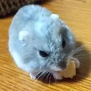 まるさんの画像