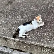 kkdの画像