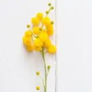 ミモの画像