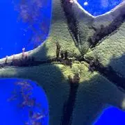 うさももの画像