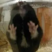ブーくん
