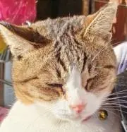 ボス猫ブーの画像