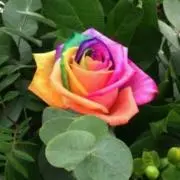 ♡薔薇♡プロフ見て！