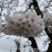 O♡YA♡MKARの画像