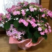 Chikaの画像