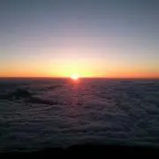 柳の画像