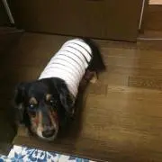 れおんの画像