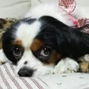 Yuka お早めにどうぞの画像