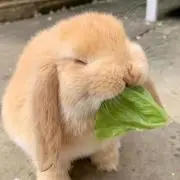 ♯の画像