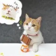 白猫 ヤマト*プロフ必読の画像