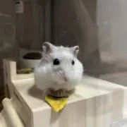 うに