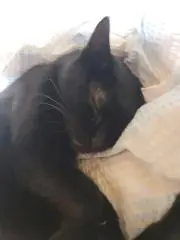 ねこらいす