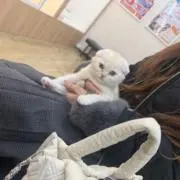 ミックの画像