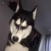 みけんに皺の画像