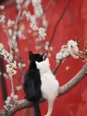 ごま