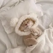 わんわんの画像