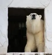 しろくまっこの画像