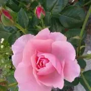 ROSEの画像