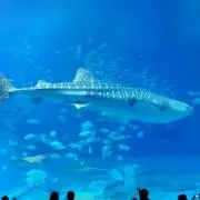 ゆみたろ。の画像