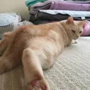 MSRの画像