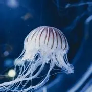 kenの画像