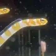 kmの画像