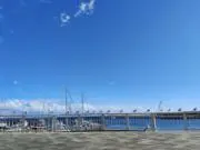 ももちの画像