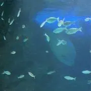 meeの画像