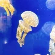 騎虎の勢いの画像