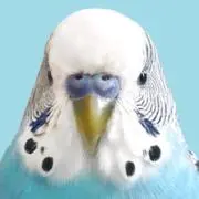 セキセイブルーの画像