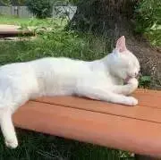 ちゃの画像