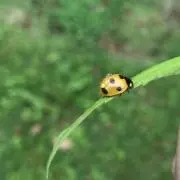 ともさんの画像