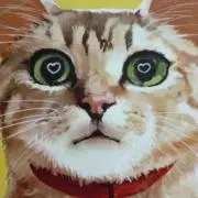 キンちゃんの画像