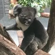 パララ