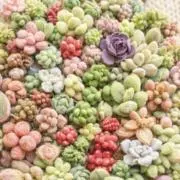 いちご　第４種植物発送6/19  20の画像