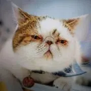 hironyanの画像