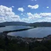 taro
