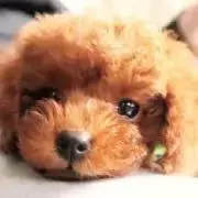 ☆の画像