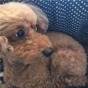 きゃみの画像