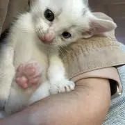 はたけカカシ