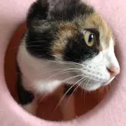 かきのたねの画像