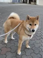 みーこの画像