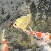 こんにちは