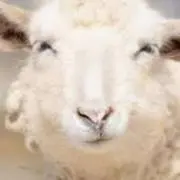 ひつじ