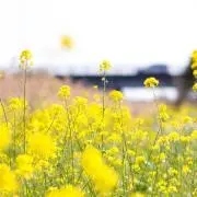 華の画像