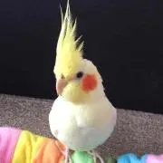 ほっぺ