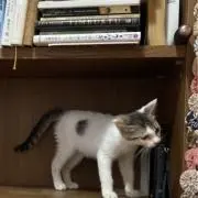 書肆ゆのすの画像